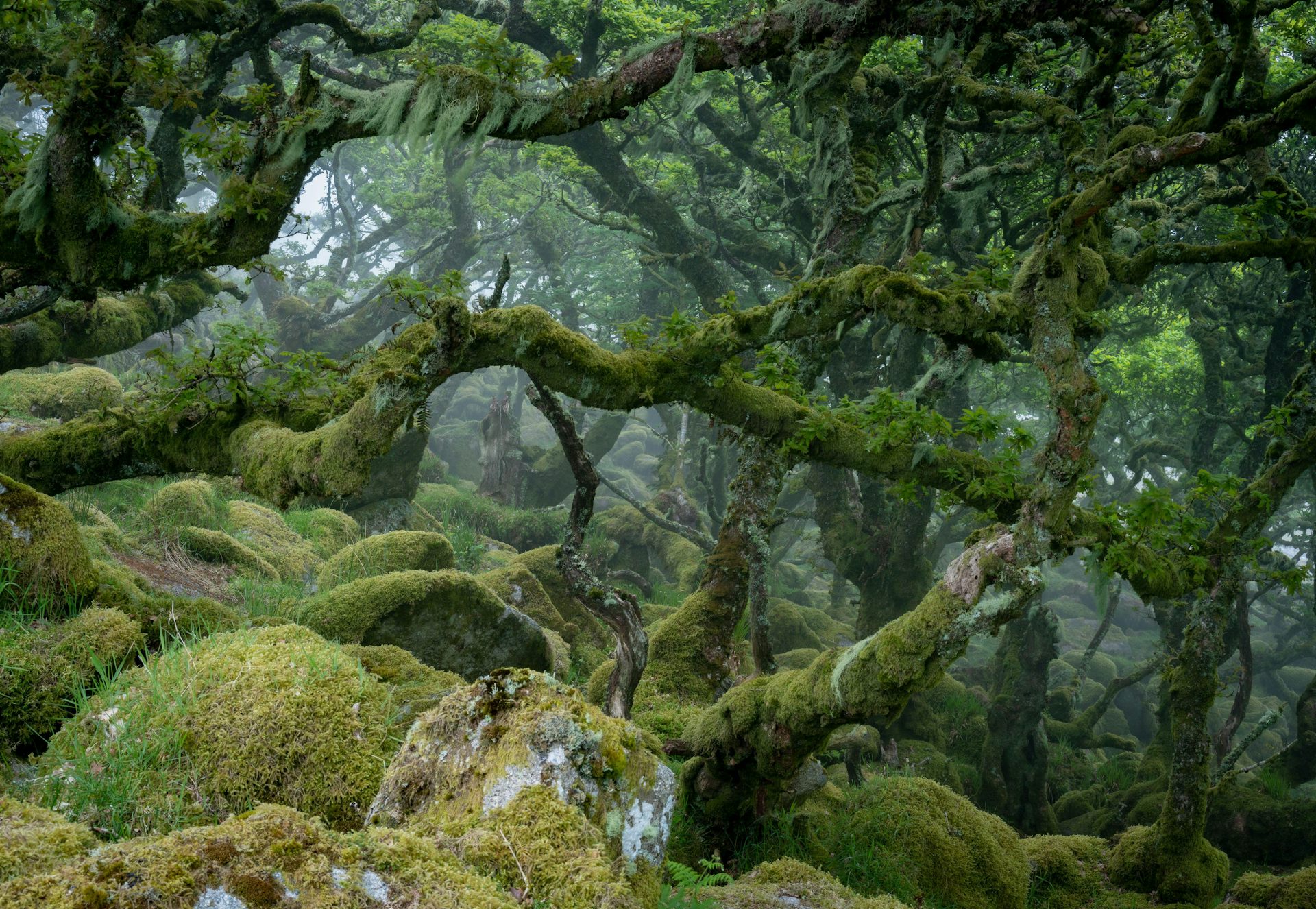 How to recognise a temperate rainforest in Britain and Ireland when you see one